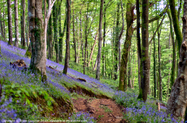 Bluebells woods near Looe Picture Board by Rosie Spooner
