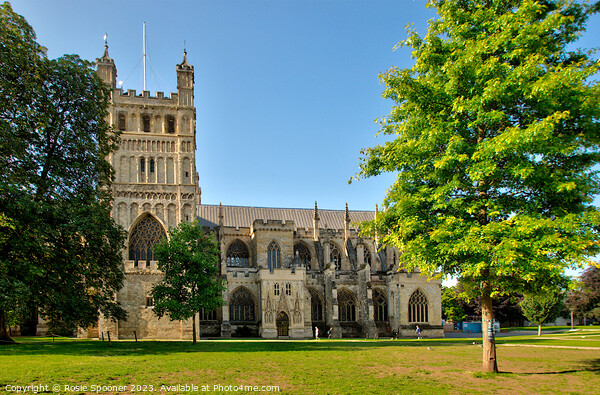 Exeter Cathedral  Picture Board by Rosie Spooner