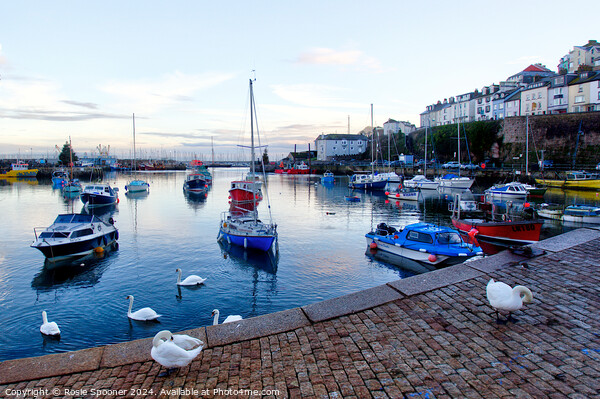Swans at Brixham Harbour Picture Board by Rosie Spooner