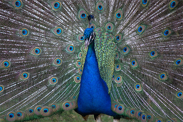 Peacock Beauty Picture Board by Rosie Spooner