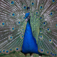 Buy canvas prints of Peacock Beauty by Rosie Spooner