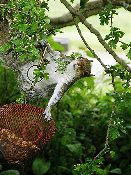 Acrobatic Squirrel Picture Board by Rosie Spooner