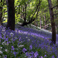 Buy canvas prints of Bluebells on a hill by Rosie Spooner