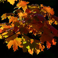 Buy canvas prints of Autumn Light by Rosie Spooner