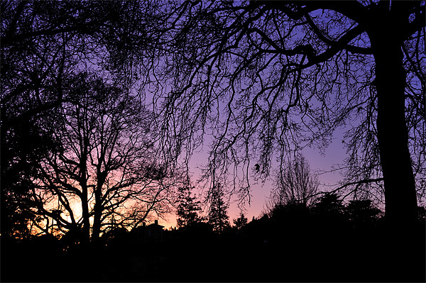 Sunset through the trees Picture Board by Rosie Spooner