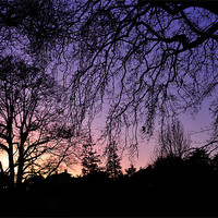 Buy canvas prints of Sunset through the trees by Rosie Spooner