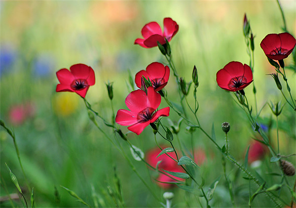 Red Flax in a Meadow Picture Board by Rosie Spooner
