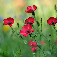 Buy canvas prints of Red Flax in a Meadow by Rosie Spooner