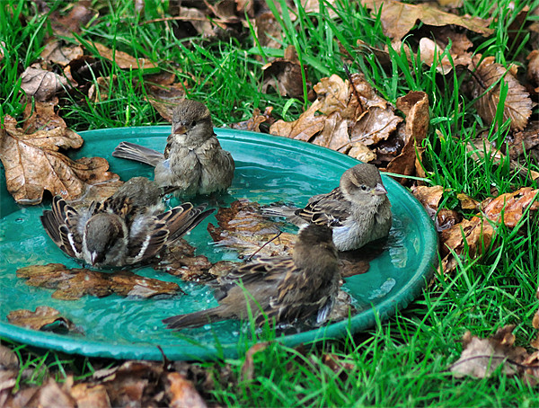 Autumn Bird Bath Picture Board by Rosie Spooner