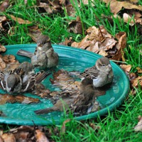 Buy canvas prints of Autumn Bird Bath by Rosie Spooner