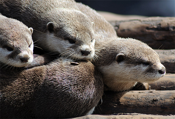 Sleepy Otters Picture Board by Rosie Spooner