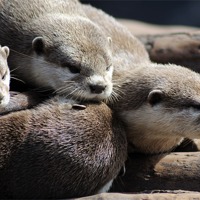 Buy canvas prints of Sleepy Otters by Rosie Spooner