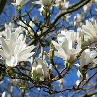 Buy canvas prints of Magnolia in the sunshine by Rosie Spooner