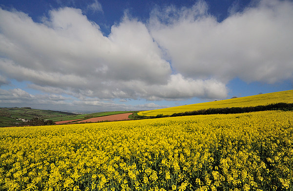 Rapeseed field near Shaldon Devon Picture Board by Rosie Spooner