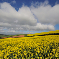 Buy canvas prints of Rapeseed field near Shaldon Devon by Rosie Spooner