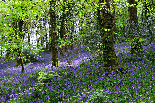Bluebells Woods near Denbury Devon Picture Board by Rosie Spooner