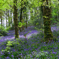 Buy canvas prints of Bluebells Woods near Denbury Devon by Rosie Spooner
