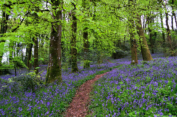 Walkway through the Bluebell Woods Picture Board by Rosie Spooner