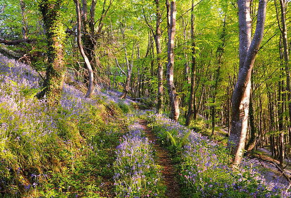 Path through the Bluebell Woods Picture Board by Rosie Spooner