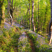 Buy canvas prints of Path through the Bluebell Woods by Rosie Spooner