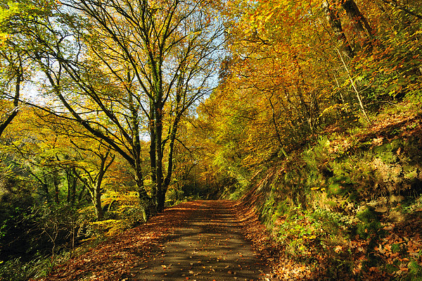 Autumn at Kilminorth Woods Looe Picture Board by Rosie Spooner