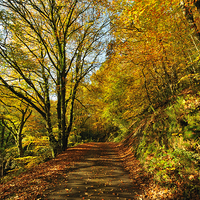 Buy canvas prints of Autumn at Kilminorth Woods Looe by Rosie Spooner