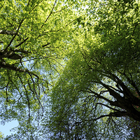 Buy canvas prints of Looking up at the trees by Rosie Spooner