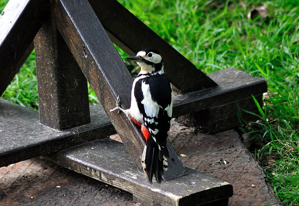 Greater Spotted Woodpecker on the bird table Picture Board by Rosie Spooner