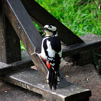 Buy canvas prints of Greater Spotted Woodpecker on the bird table by Rosie Spooner