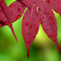 Buy canvas prints of Raindrops on Red Acer leaves by Rosie Spooner