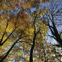 Buy canvas prints of Looking up at the autumn trees by Rosie Spooner