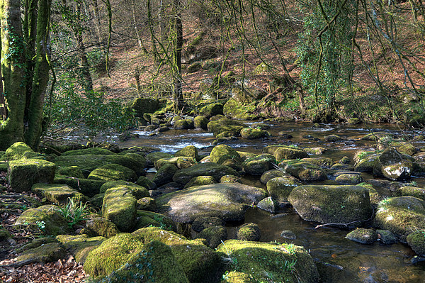 The River Dart near Dartmeet Picture Board by Rosie Spooner