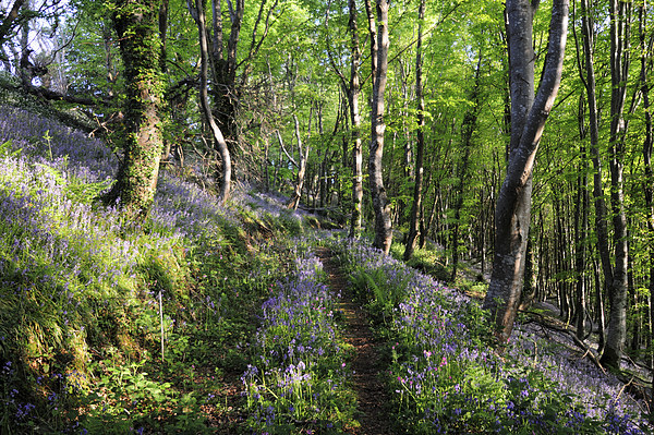 Walkway through the Bluebell Woods 2 Picture Board by Rosie Spooner