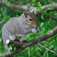 Buy canvas prints of Squirrel enjoying nuts from the bird feeder by Rosie Spooner