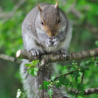 Buy canvas prints of Squirrel enjoying nuts on the bird feeder by Rosie Spooner