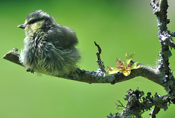 Young Blue tit after a bath Picture Board by Rosie Spooner