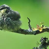 Buy canvas prints of Young Blue tit after a bath by Rosie Spooner