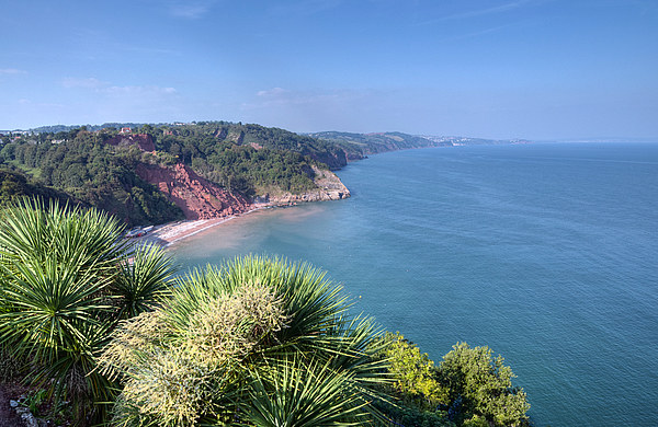  Oddicombe Beach viewed from Babbacombe Downs Picture Board by Rosie Spooner