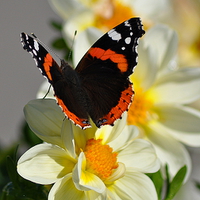 Buy canvas prints of  Red Admiral Butterfly on Flower by Rosie Spooner