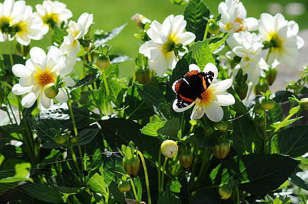  Red Admiral Butterfly on Flowers in the sunshine Picture Board by Rosie Spooner