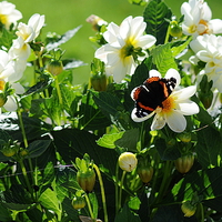Buy canvas prints of  Red Admiral Butterfly on Flowers in the sunshine by Rosie Spooner