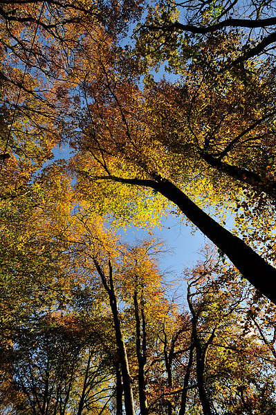  Looking up at Autumn Picture Board by Rosie Spooner