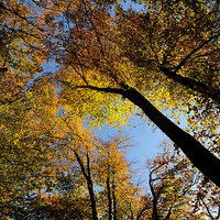 Buy canvas prints of  Looking up at Autumn by Rosie Spooner