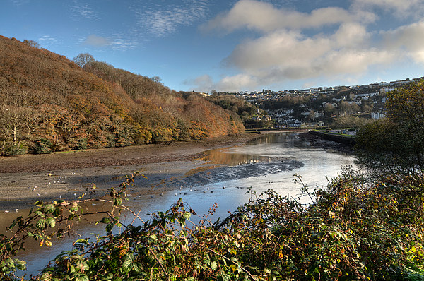 Trenant Woods on the West Looe River Picture Board by Rosie Spooner