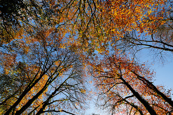  Looking up at autumn  Picture Board by Rosie Spooner