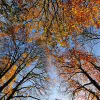 Buy canvas prints of  Looking up at autumn  by Rosie Spooner