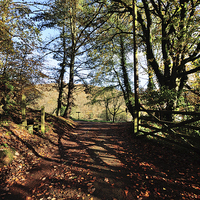 Buy canvas prints of  Autumn at Kilminorth Woods Looe Cornwall  by Rosie Spooner