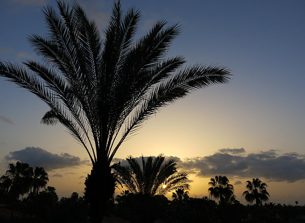 Palm Tree Sunrise at Fuerteventura Canary Islands Picture Board by Rosie Spooner