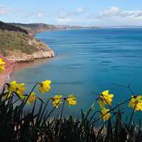 Buy canvas prints of  Turquoise sea and daffodils at Babbacombe Torquay by Rosie Spooner