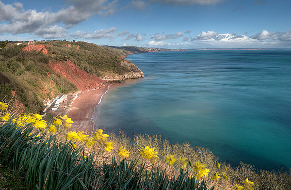  Daffodils on Babbacombe Downs Torquay Picture Board by Rosie Spooner